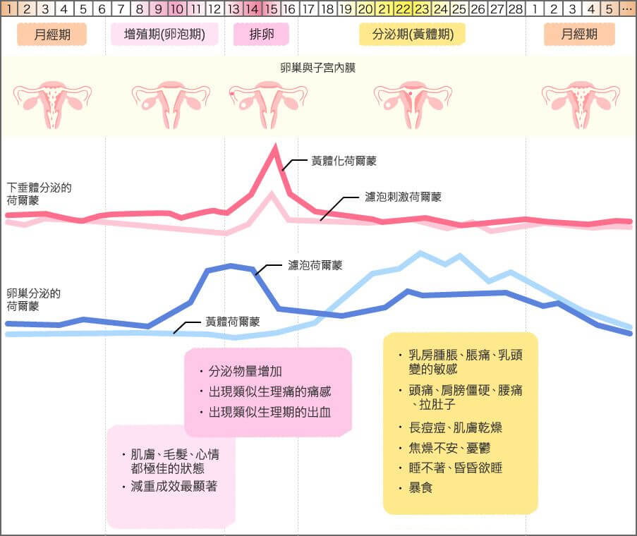 女性生理週期