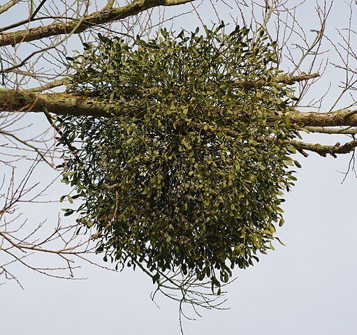 槲寄生(mistletoe)